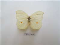 藏品(圓翅鉤粉蝶)的圖片